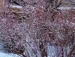 2007_0302winterrrr0003a.jpg